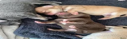 Chihuahua dogs for sale: Pure bred tiny chihuahua puppies  - Advert 4