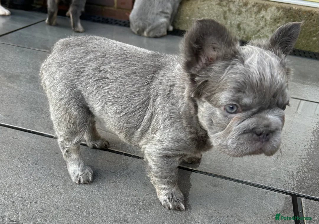 French Bulldog dogs for sale: Fluffy French bulldogs  ** s carrying pink - Advert 25