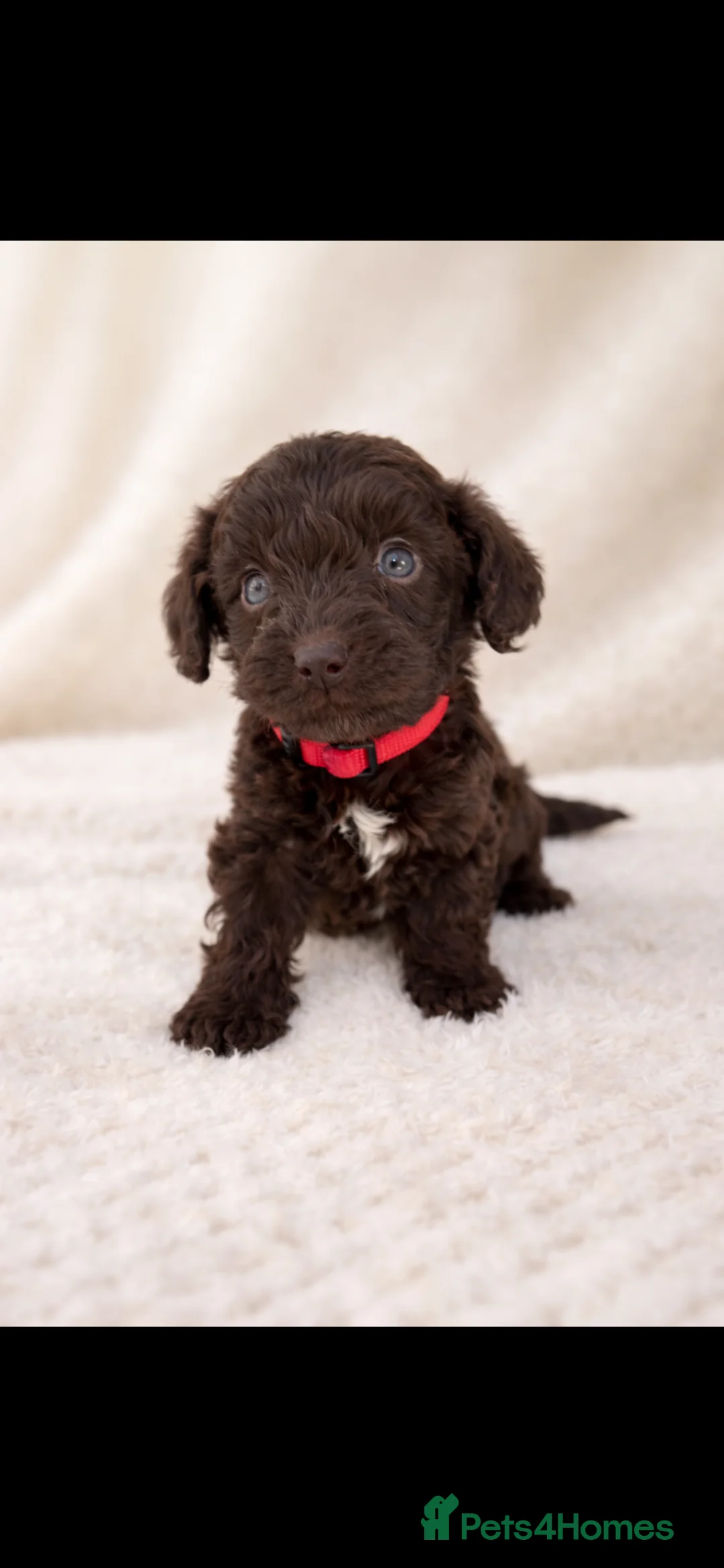 Cockapoo dogs for sale: 🐶 Beautiful Chocolate Cockapoo Puppies  - Advert 7