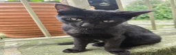 Mixed Breed cats for sale: Black barn cat - cute boy in Skipton - Advert 2
