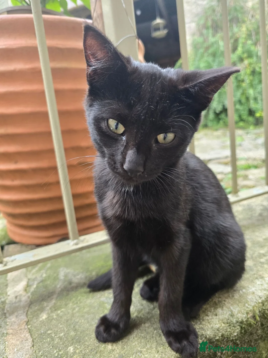 Mixed Breed cats for sale: Black barn cat - cute boy in Skipton - Advert 2