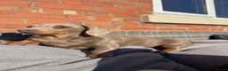 Miniature Dachshund dogs for sale: Miniature dachshund males - Advert 25