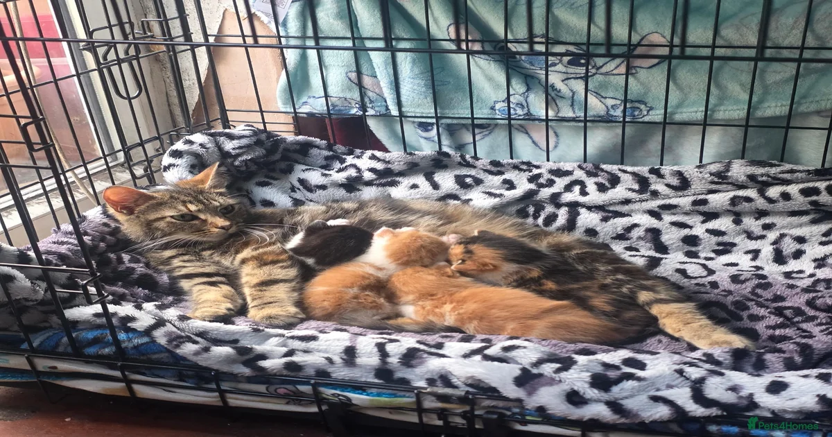 Mixed Breed Kittens for sale in West Midlands | Pets4Homes