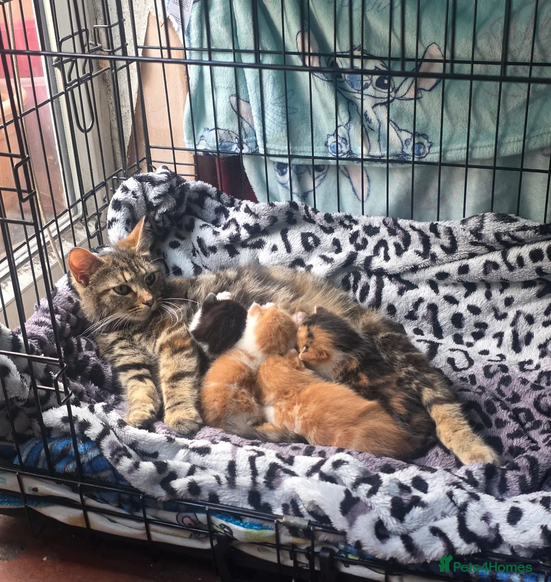 British Shorthair cats for sale: 3 11 week old kittens for sale - Advert 1