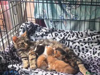 British Shorthair cats 3 11 week old kittens for sale - Advert 1