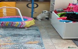 Mini Lop rabbits for sale: 2 male mini lop rabbits to be sold together £60 - Image 4