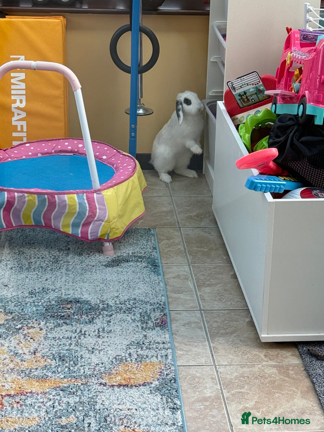 Mini Lop rabbits for sale: 2 male mini lop rabbits to be sold together £60 - Image 4