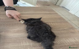 Mixed Breed cats for sale: 4 black fluff balls  - Image 8