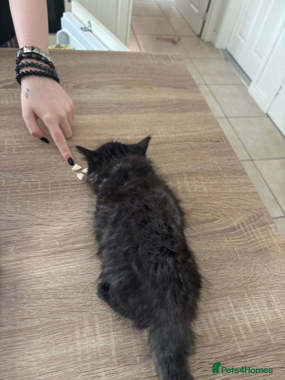 Mixed Breed cats for sale: 4 black fluff balls  - Image 8