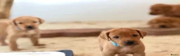 Labrador Retriever dogs for sale: Labrador Retriever puppies - Advert 4