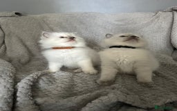 Ragdoll cats for sale: Stunning Ragdoll Kittens - Ready to leave - Image 12