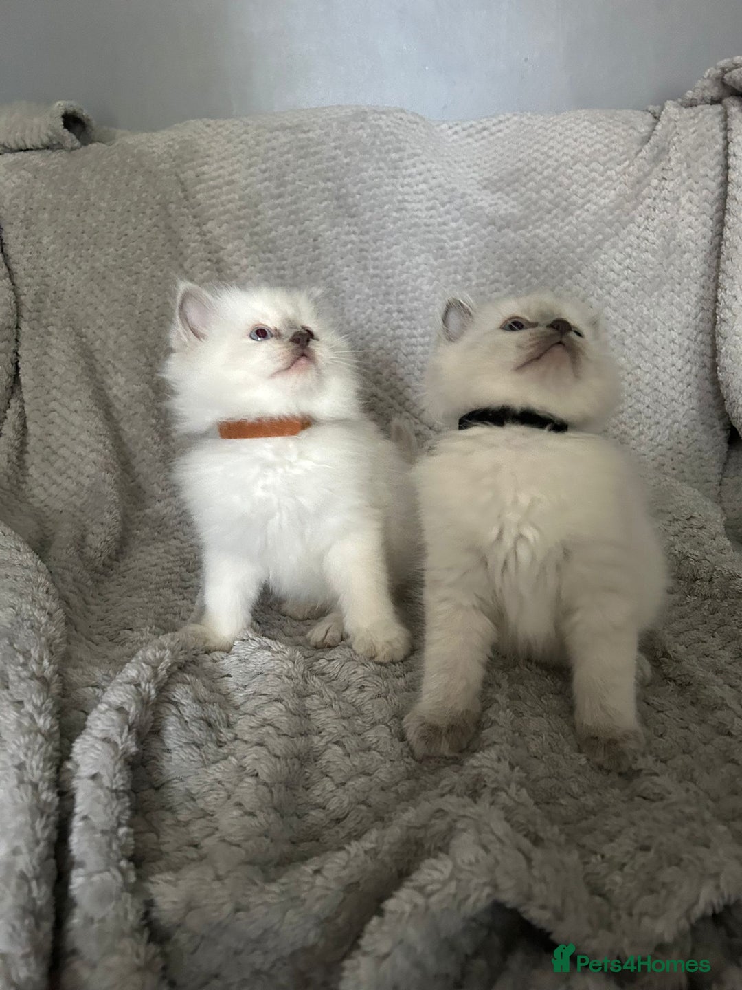 Ragdoll cats for sale: Stunning Ragdoll Kittens - Ready to leave - Image 12