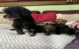 Toy Poodle dogs for sale: Beautiful Toy Poodle Puppies - Image 4