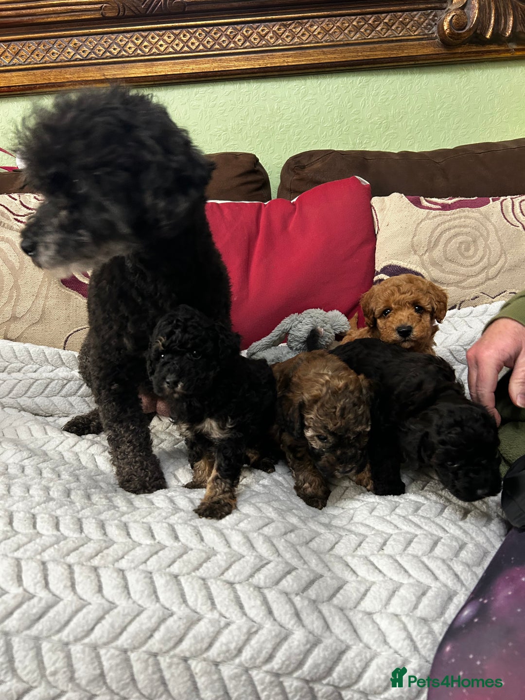 Toy Poodle dogs for sale: Beautiful Toy Poodle Puppies - Image 4