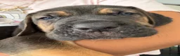 Cane Corso dogs for sale: BEAUTIFUL CANE CORSO puppies. PROTECTION+FAMILY - Advert 14