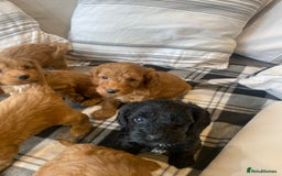 Mixed Breed dogs for sale: F1B Cockapoo puppies - Image 6