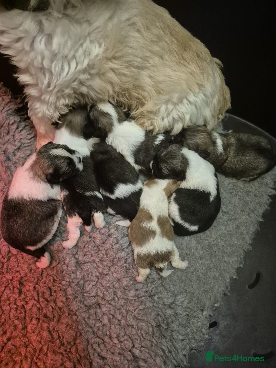 Lhasa Apso dogs for sale: Lhasa Apso Puppies  - Advert 3