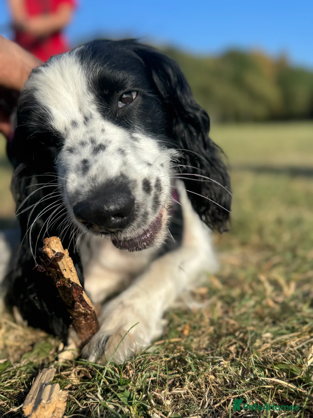 American Cocker Spaniel dogs for sale: Minnie  - Advert 2