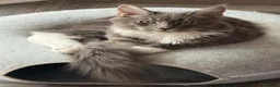 Maine Coon cats for sale: Large Pedigree TICA Maine Coon kittens- Last 2  - Advert 1