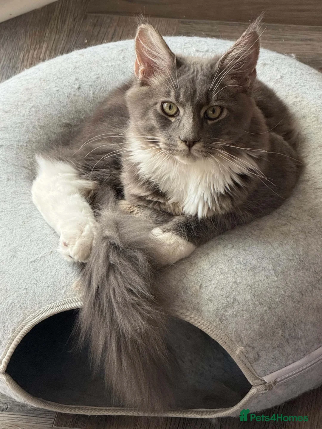 Maine Coon cats for sale: Large Pedigree TICA Maine Coon kittens- Last 2  - Advert 1