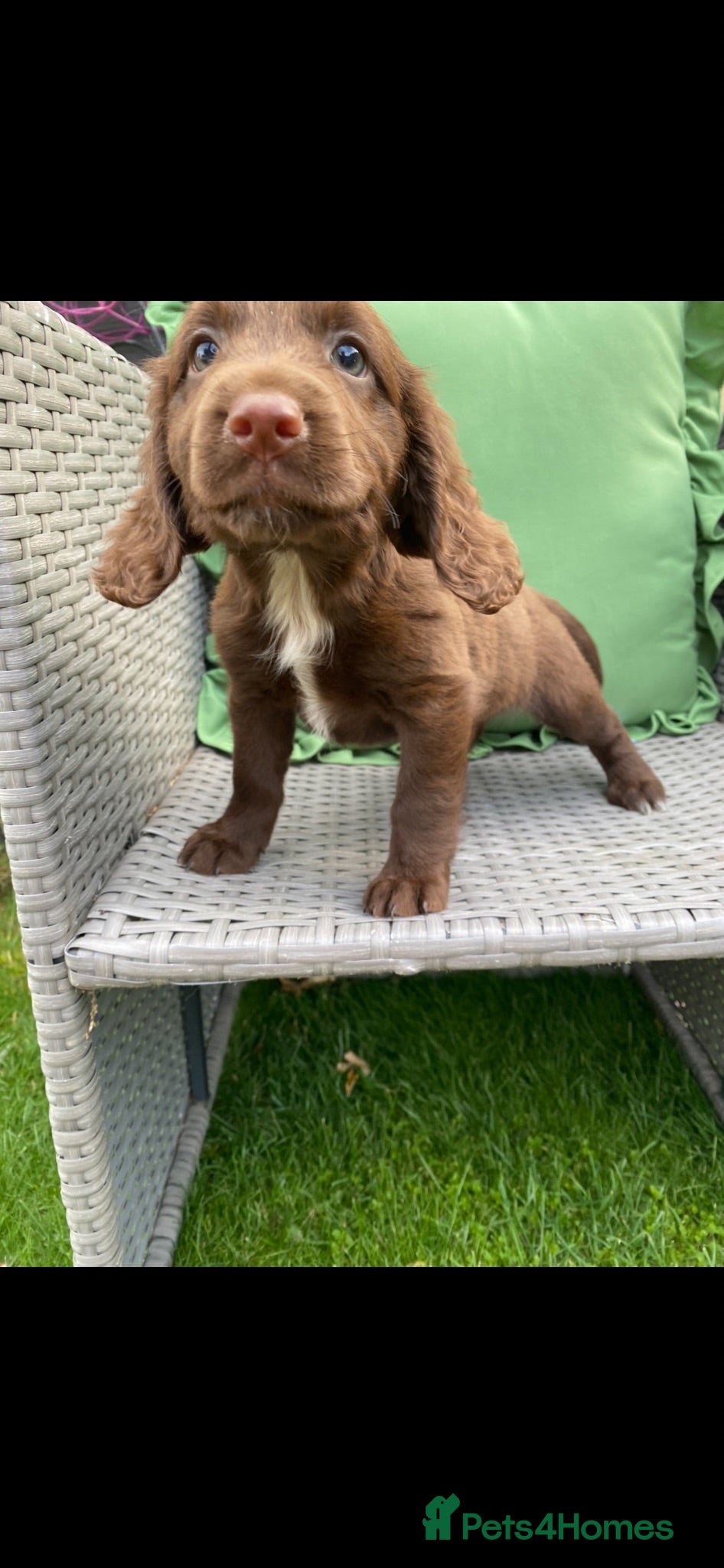 Cocker Spaniel dogs Cocker spaniel puppies  - Advert 1