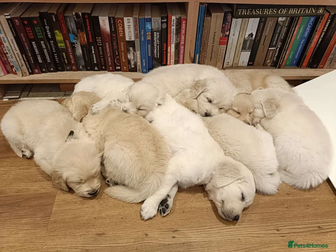 Golden Retriever dogs for sale: Beautiful Golden Retriever Puppies - Advert 8