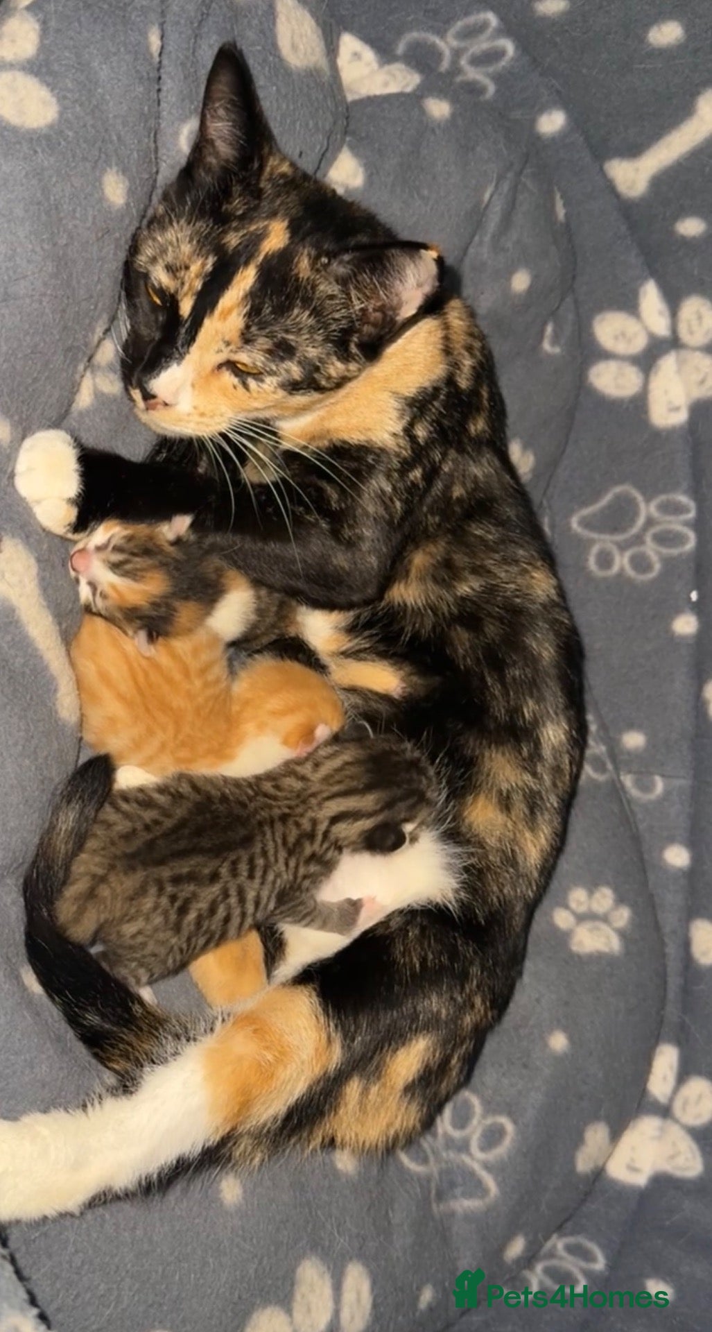 British Shorthair cats for sale: 3 gorgeous kittens soon to be ready for new homes - Advert 1