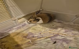 Dutch rabbits for sale: Female Rabbit  - Advert 1