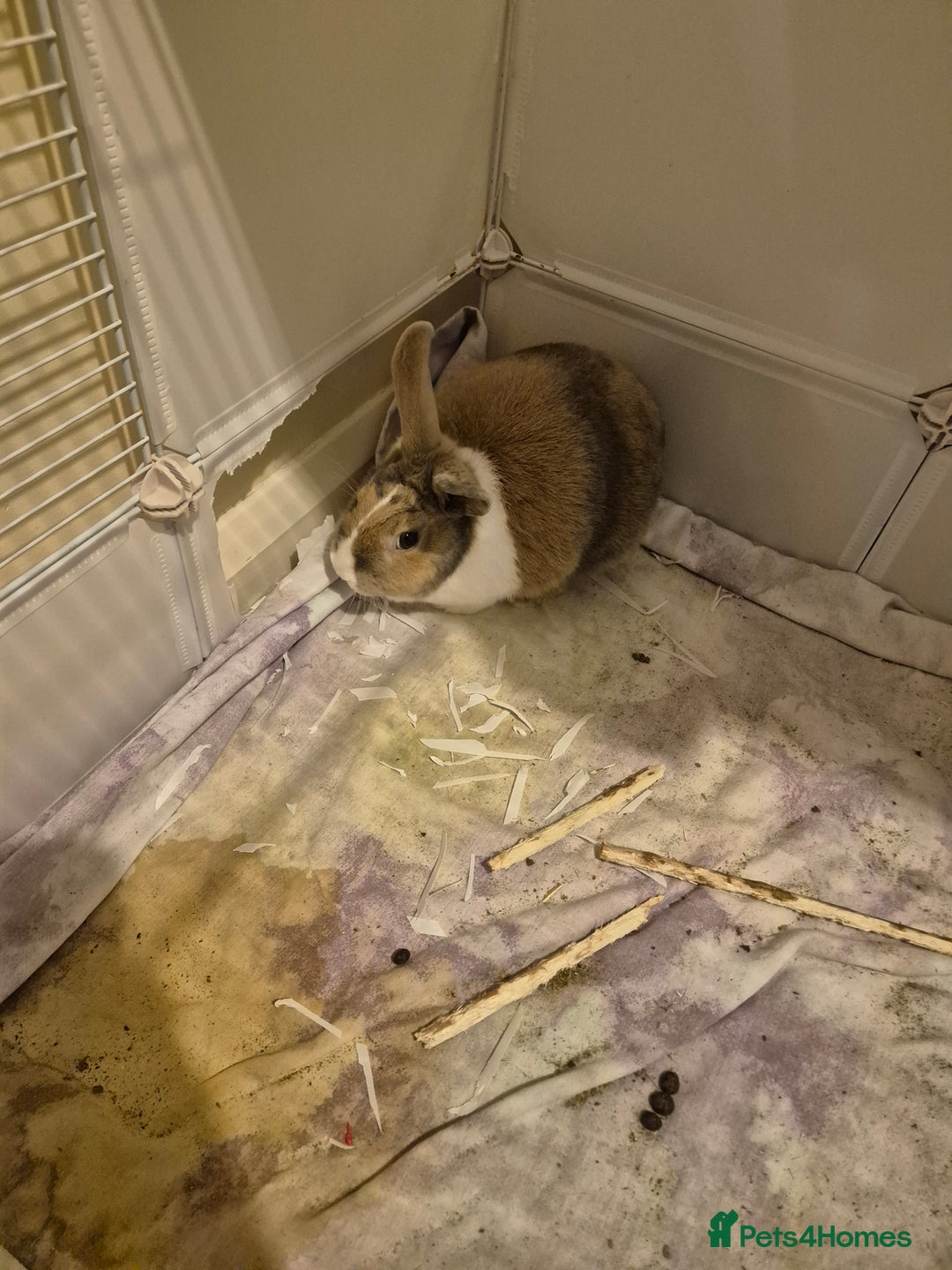 Dutch rabbits for sale: Female Rabbit  - Advert 1