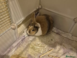 Dutch rabbits Female Rabbit - Advert 2