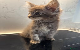 Maine Coon cats for sale: GCCF Registered Kittens. Beautiful lively kittens  - Image 20