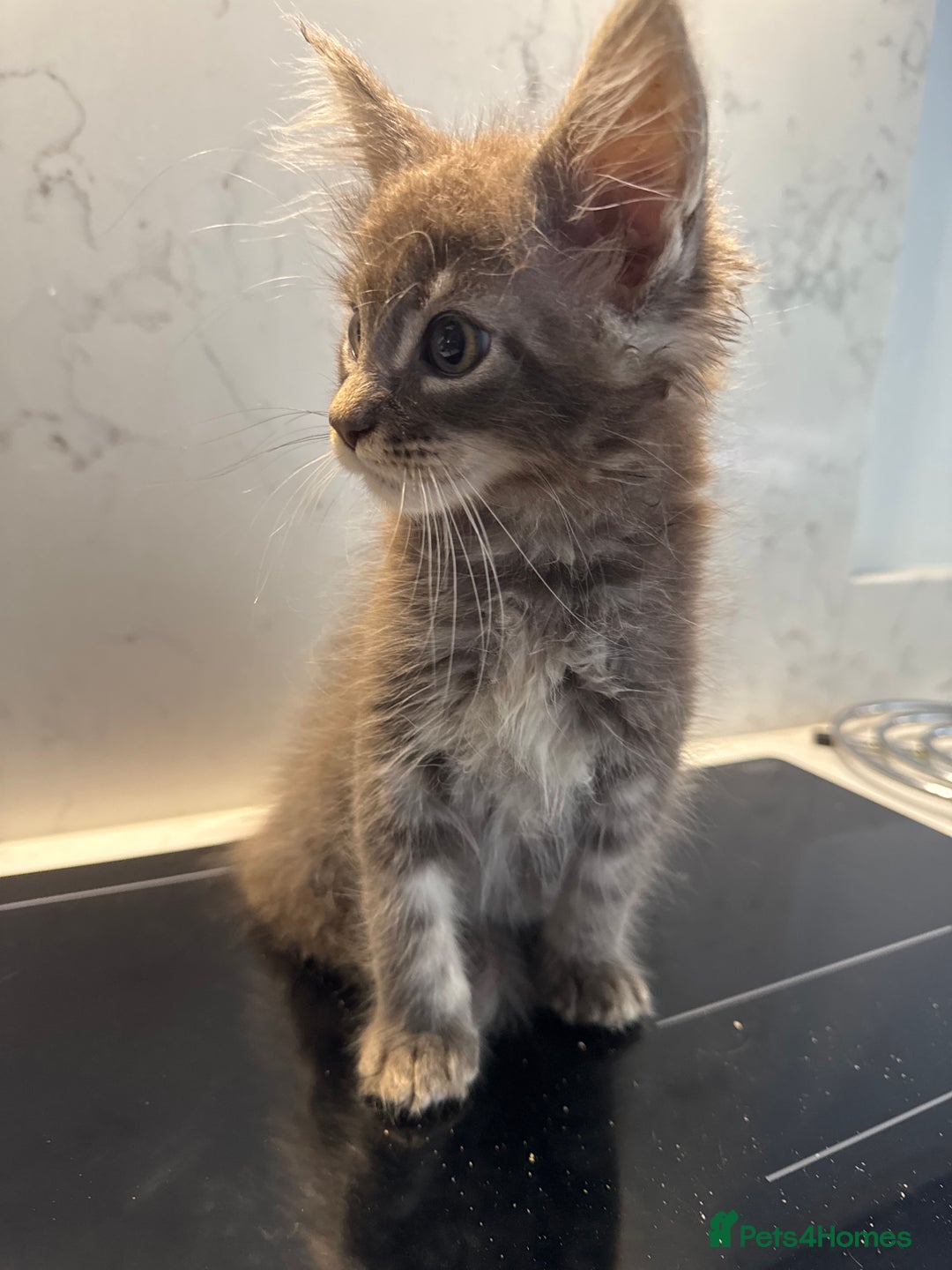 Maine Coon cats for sale: GCCF Registered Kittens. Beautiful lively kittens  - Image 20