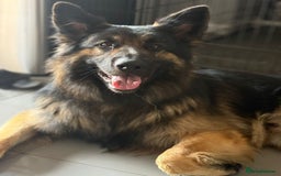 German Shepherd dogs for sale: 11 Cute German Shepherds!  - Image 14