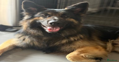 German Shepherd dogs - Advert 11