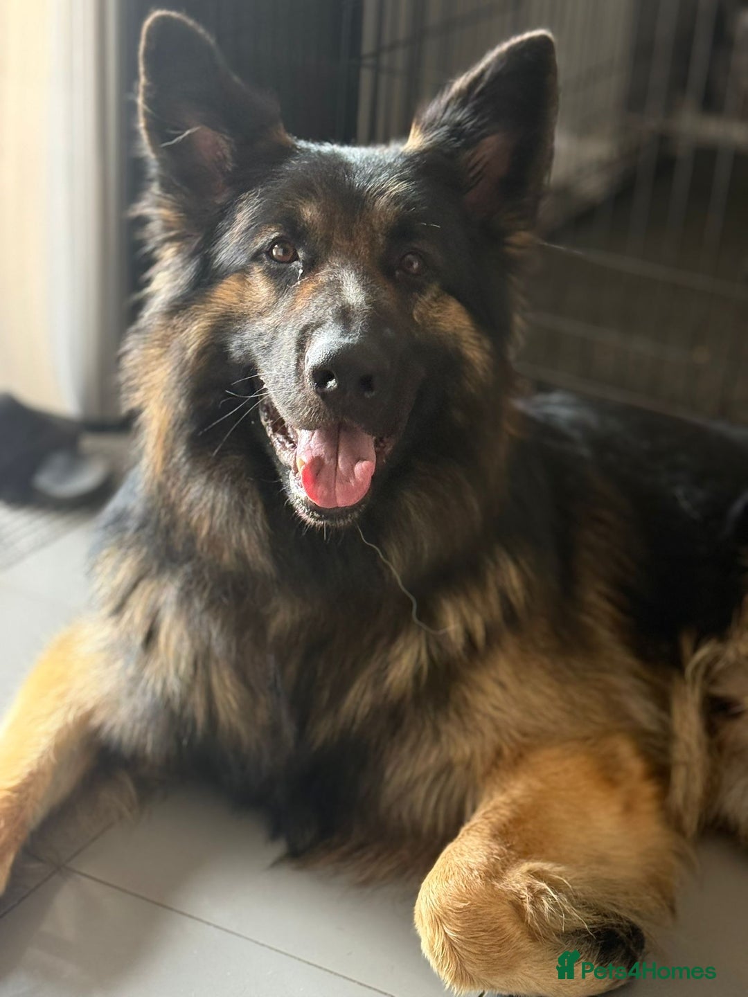 German Shepherd dogs for sale: 11 Cute German Shepherds!  - Image 14