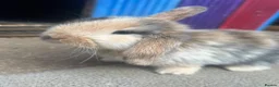 Mini Lion Lop rabbits for sale: lop x Lion head baby bunnies  - Advert 2