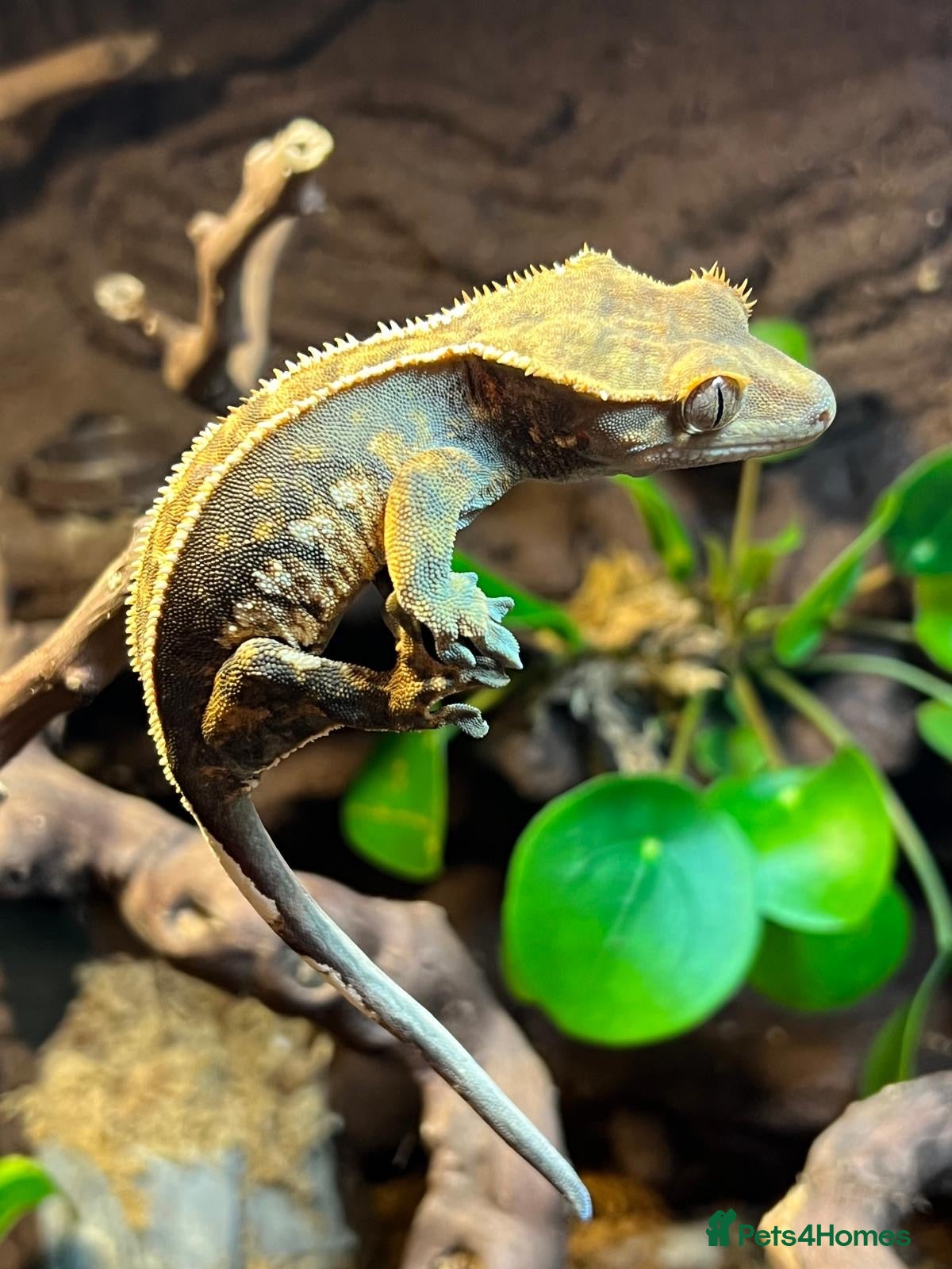 Gecko reptiles Baby Crested Geckos - Advert 1