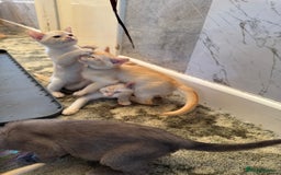 Burmese cats for sale: Burmese Kittens For Sale - Advert 13