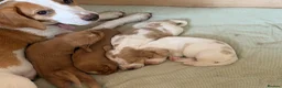 Bocker dogs for sale: Bocker puppies for sale - Advert 7
