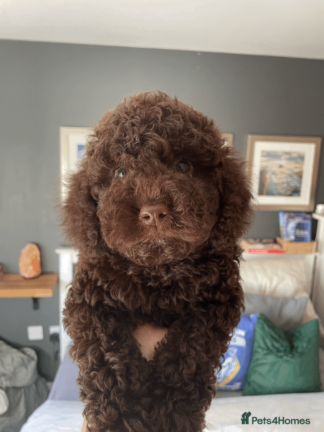 Cockapoo dogs for sale: F1b Toy Cockapoo puppy - Advert 11