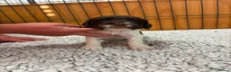 English Springer Spaniel dogs for sale: Beautiful English springer Spaniels  - Advert 31