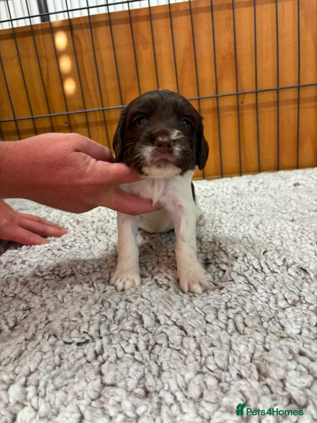English Springer Spaniel dogs for sale: Beautiful English springer Spaniels  - Advert 31