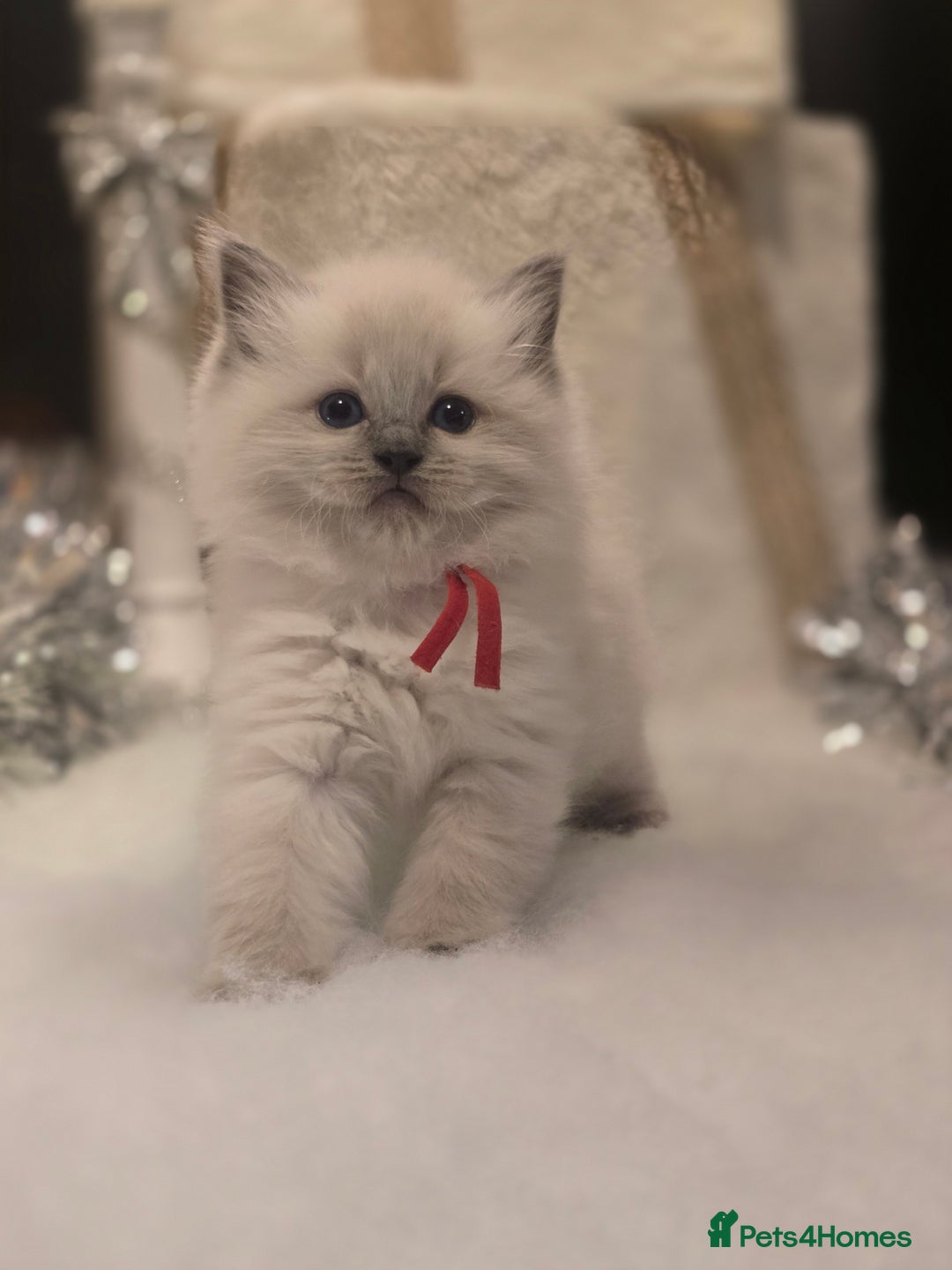 Ragdoll cats for sale: Precious GOOF Registered Ragdoll Kittens - 2 Girls - Advert 5