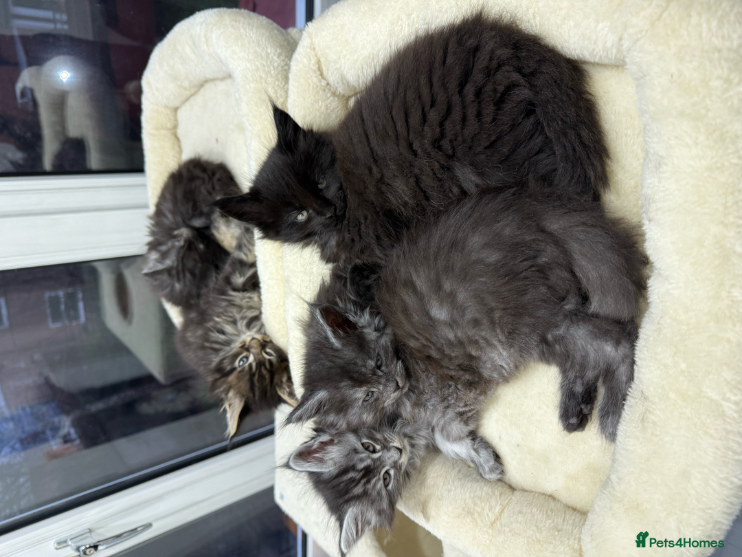 Maine Coon cats for sale: Beautiful Maine Coon Kittens – Ready mid January - Advert 9