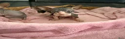 Sphynx cats for sale: Beautiful Sphynx kittens 🩵🩷 🐾  - Advert 10