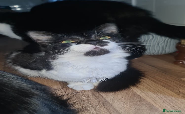 Mixed Breed cats for sale - Advert 3