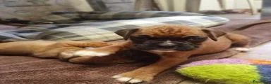 Boxer 2