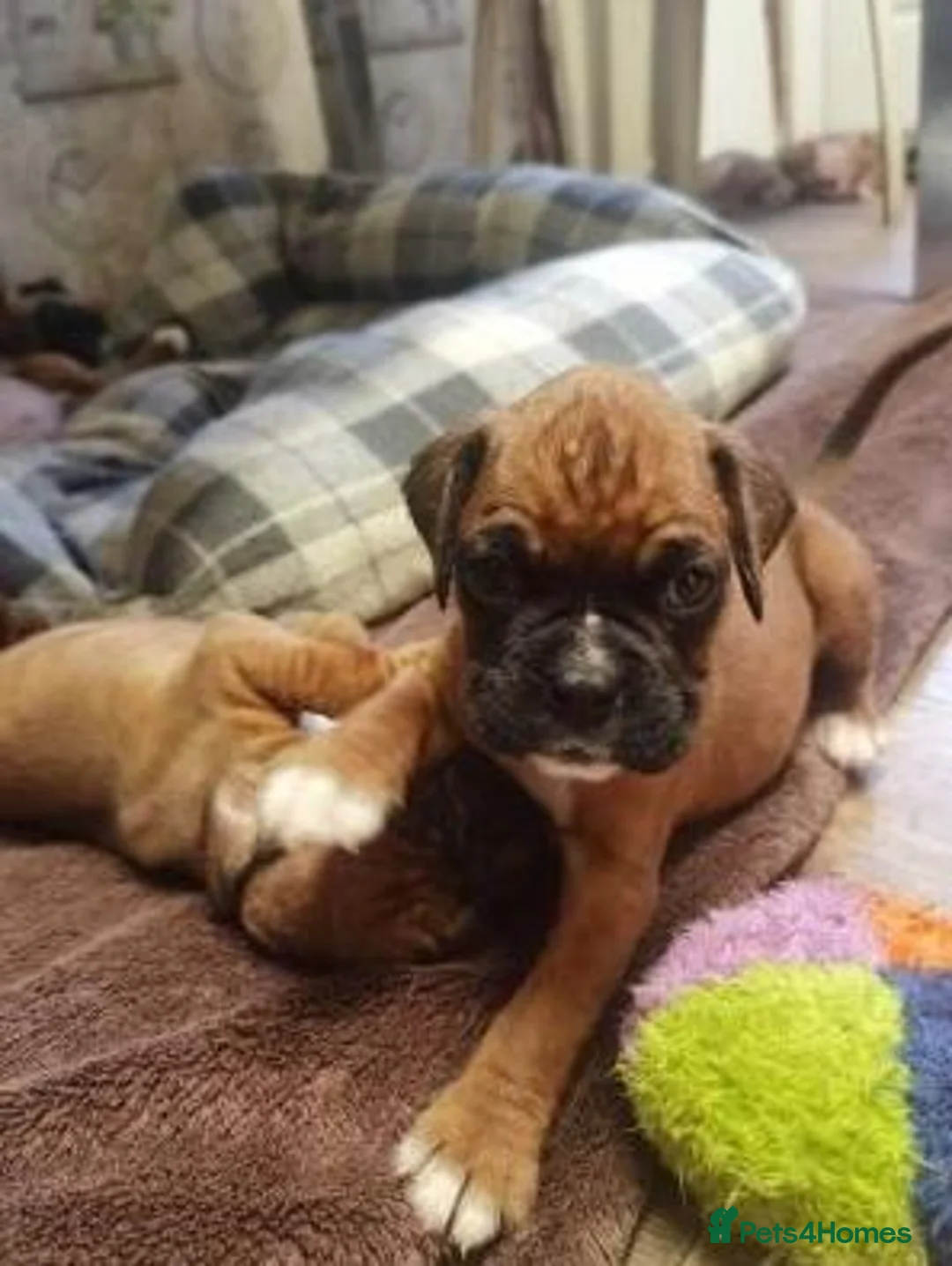 Boxer dogs for sale: Potty Trained Boxer Puppies in Bournemouth - Advert 4