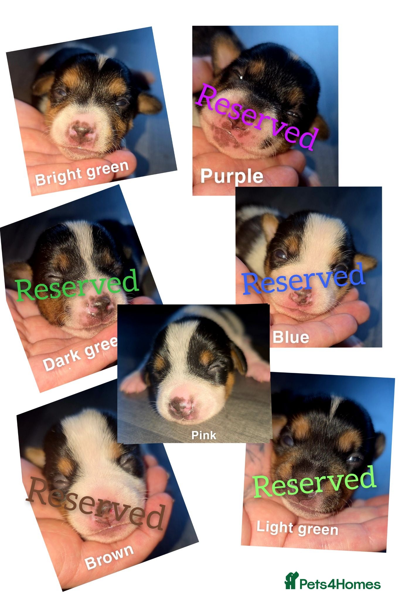 Jack Russell dogs 7 miniature jack russells  - Advert 10