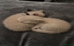 British Shorthair cats for sale: British short hair  - Image 3